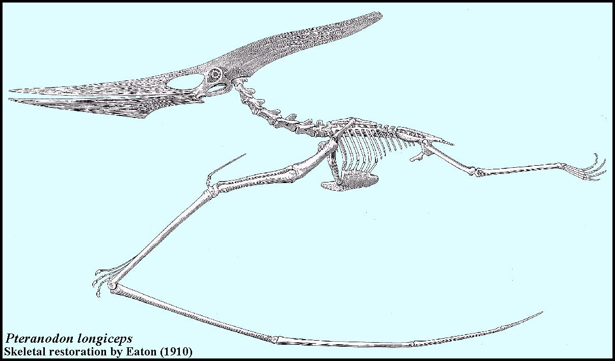 Pterosaur Skeleton