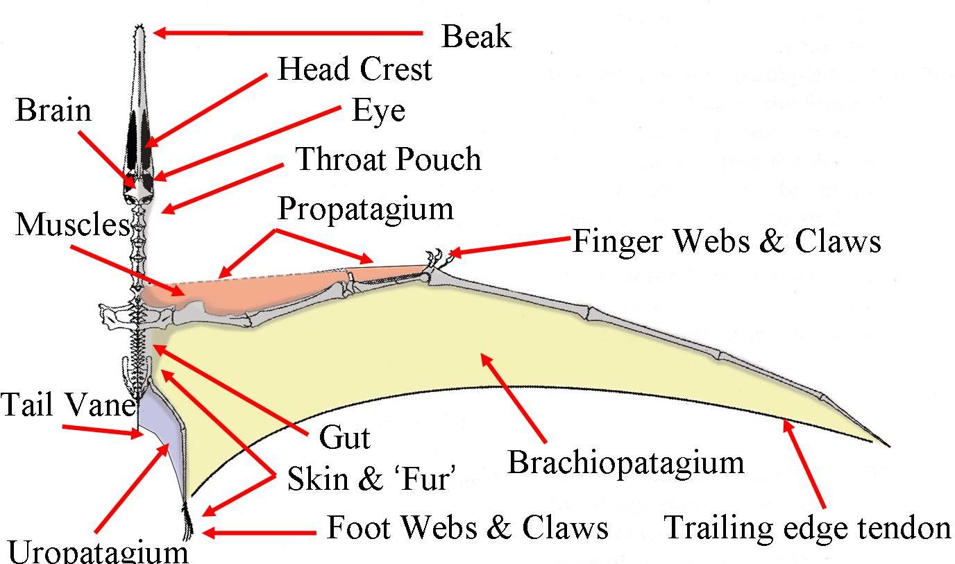 Pterosaur Wing