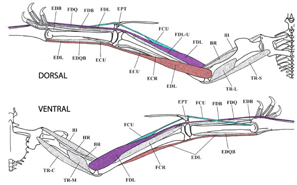 Pterosaur Wing