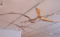 Pterosaur Wing Span