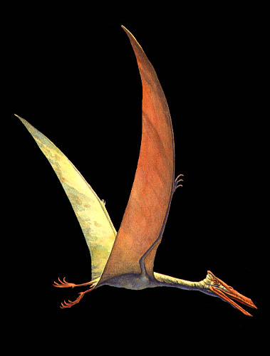 Pterosaur Wing Span