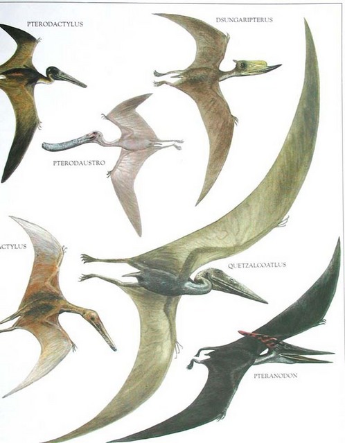 Pterosaur Wing Vs Bird Wing