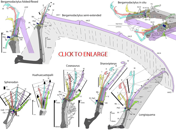 Pterosaur Wing Vs Bird Wing