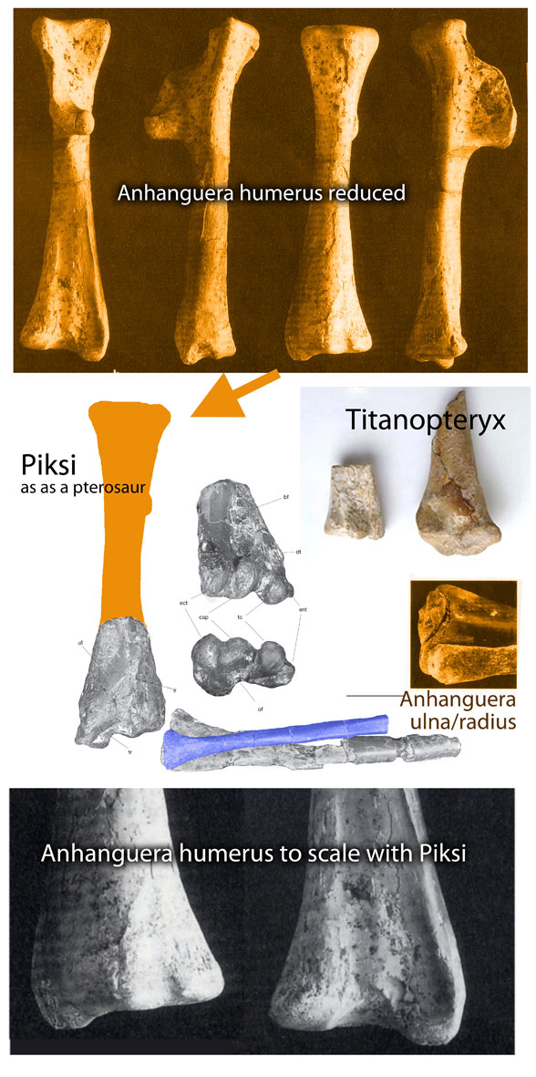 Pterosaur Wing Vs Bird Wing