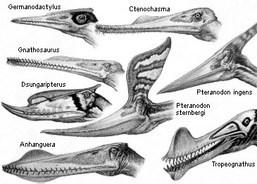 Pterosaur Wing Vs Bird Wing