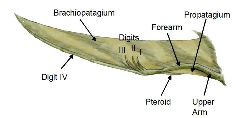 Pterosaur Wing Vs Bird Wing