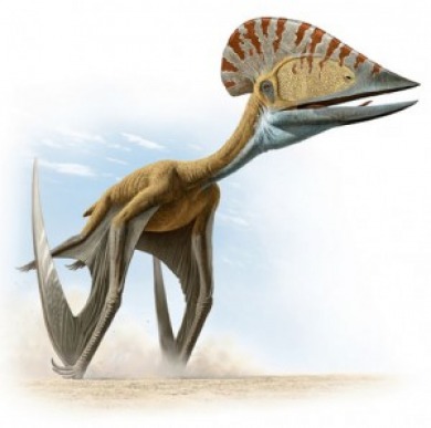 Pterosauria