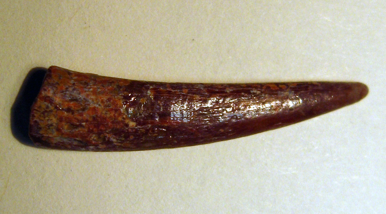 Pterosauria