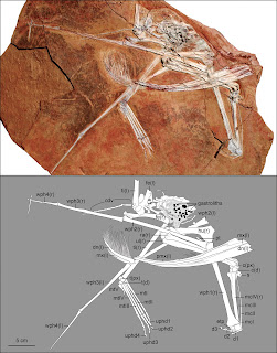 Pterosaurio