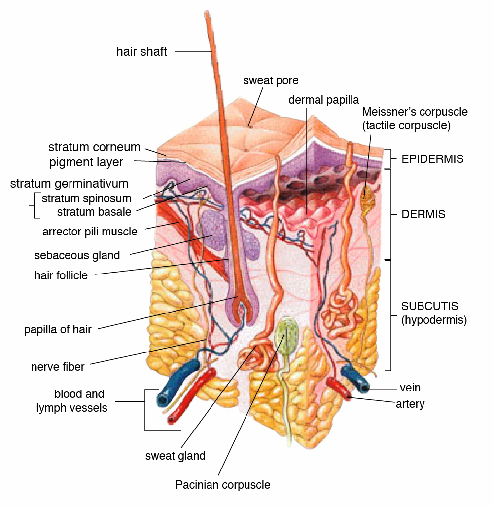 Pterygium Inversum Unguis Cure