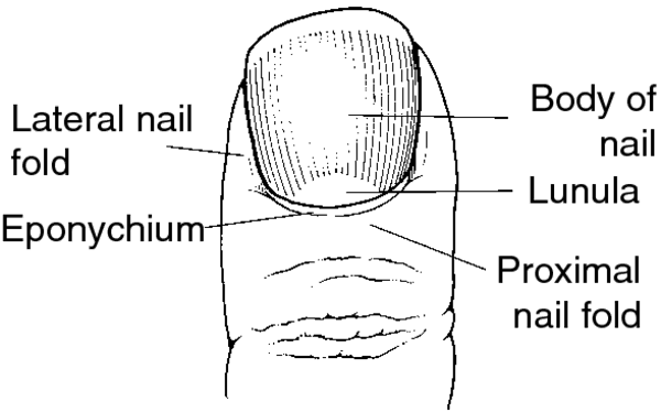 Pterygium Nail Definition