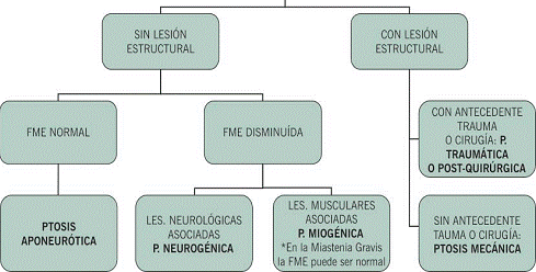 Ptosis Palpebral Unilateral Causas