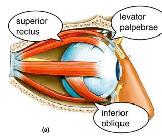 Ptosis Treatment Botox