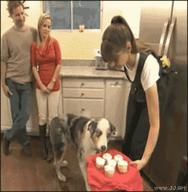 Ptsd Dog Cupcake