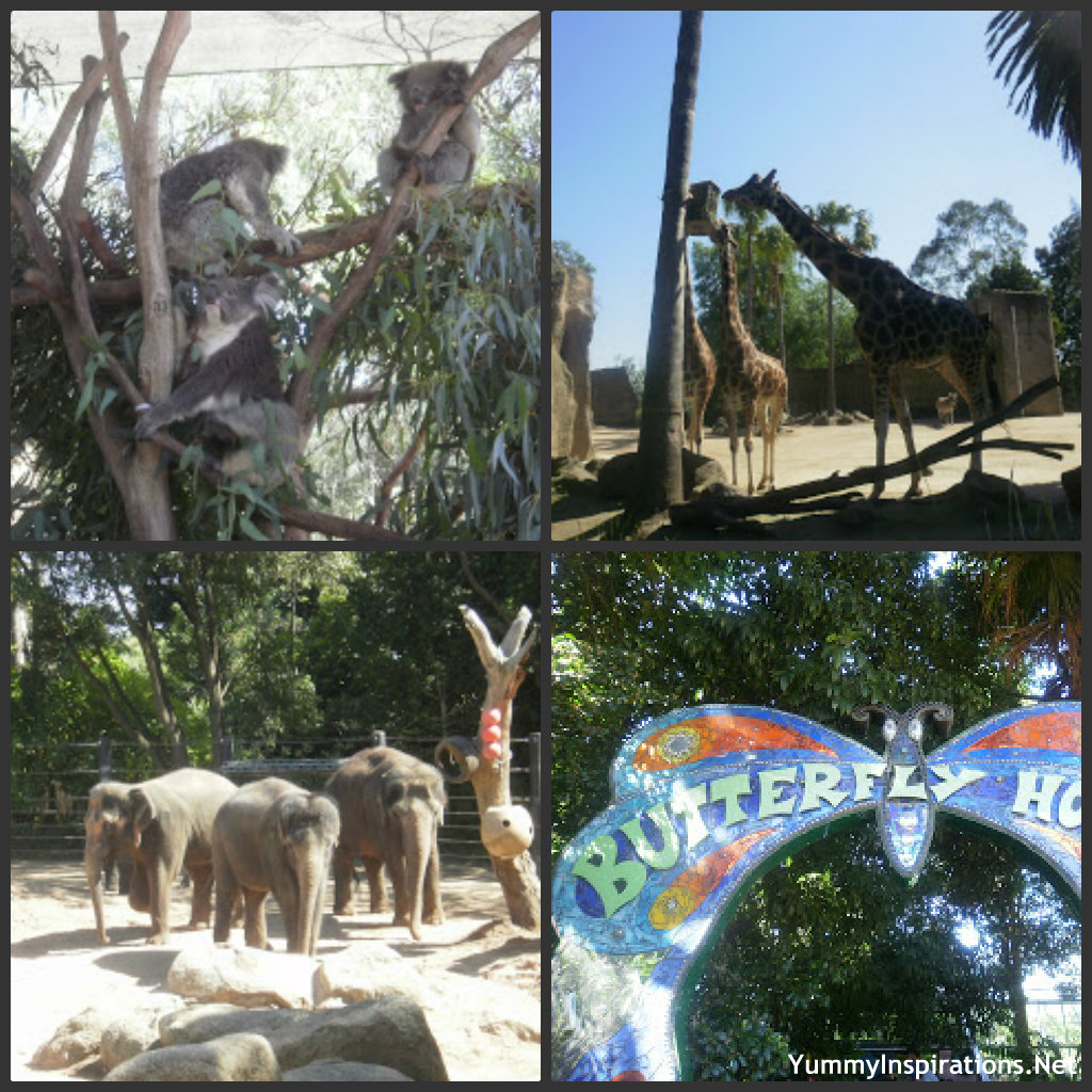 Public Transport Melbourne Zoo