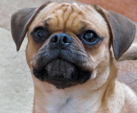 Pug And English Bulldog Mix Puppies