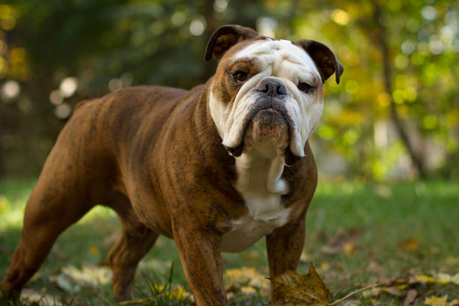 Pug And English Bulldog Mix Puppies