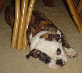 Pug And English Bulldog Mix Puppies