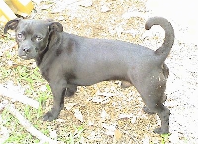 Pug And English Bulldog Mix Puppies