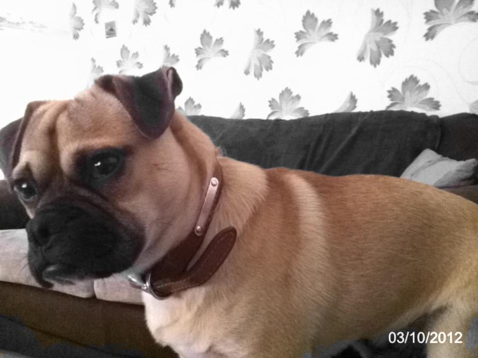 Pug And English Bulldog Mix Puppies