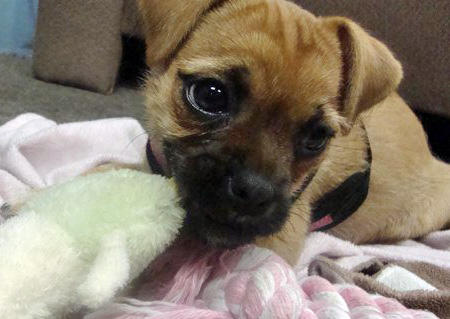 Pug And English Bulldog Mix Puppies