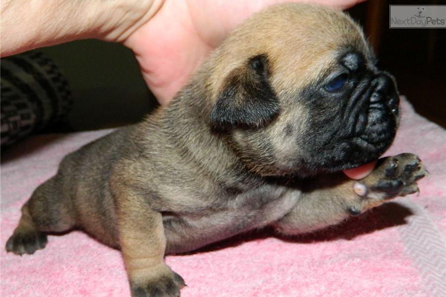 Pug English Bulldog Mix Puppies For Sale