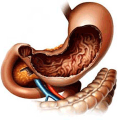 Quizlet Anatomy