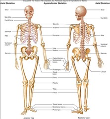 Quizlet Anatomy