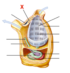 Quizlet Anatomy