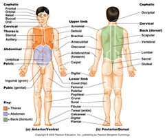 Quizlet Anatomy And Physiology