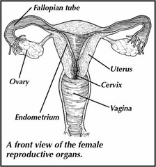 Quizlet Anatomy And Physiology