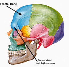 Quizlet Anatomy And Physiology