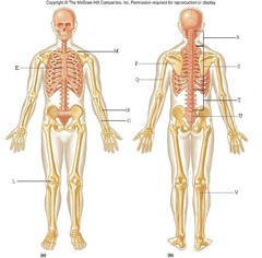 Quizlet Anatomy And Physiology