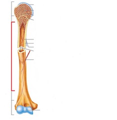 Quizlet Anatomy And Physiology