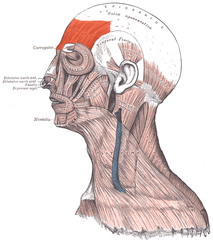 Quizlet Anatomy And Physiology