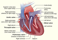 Quizlet Anatomy And Physiology