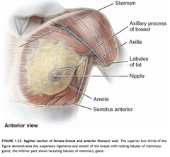 Quizlet Anatomy And Physiology