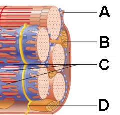 Quizlet Anatomy And Physiology