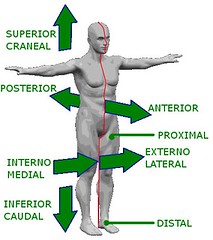 Quizlet Anatomy And Physiology Chapter 1