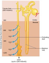 Quizlet Anatomy And Physiology Chapter 1