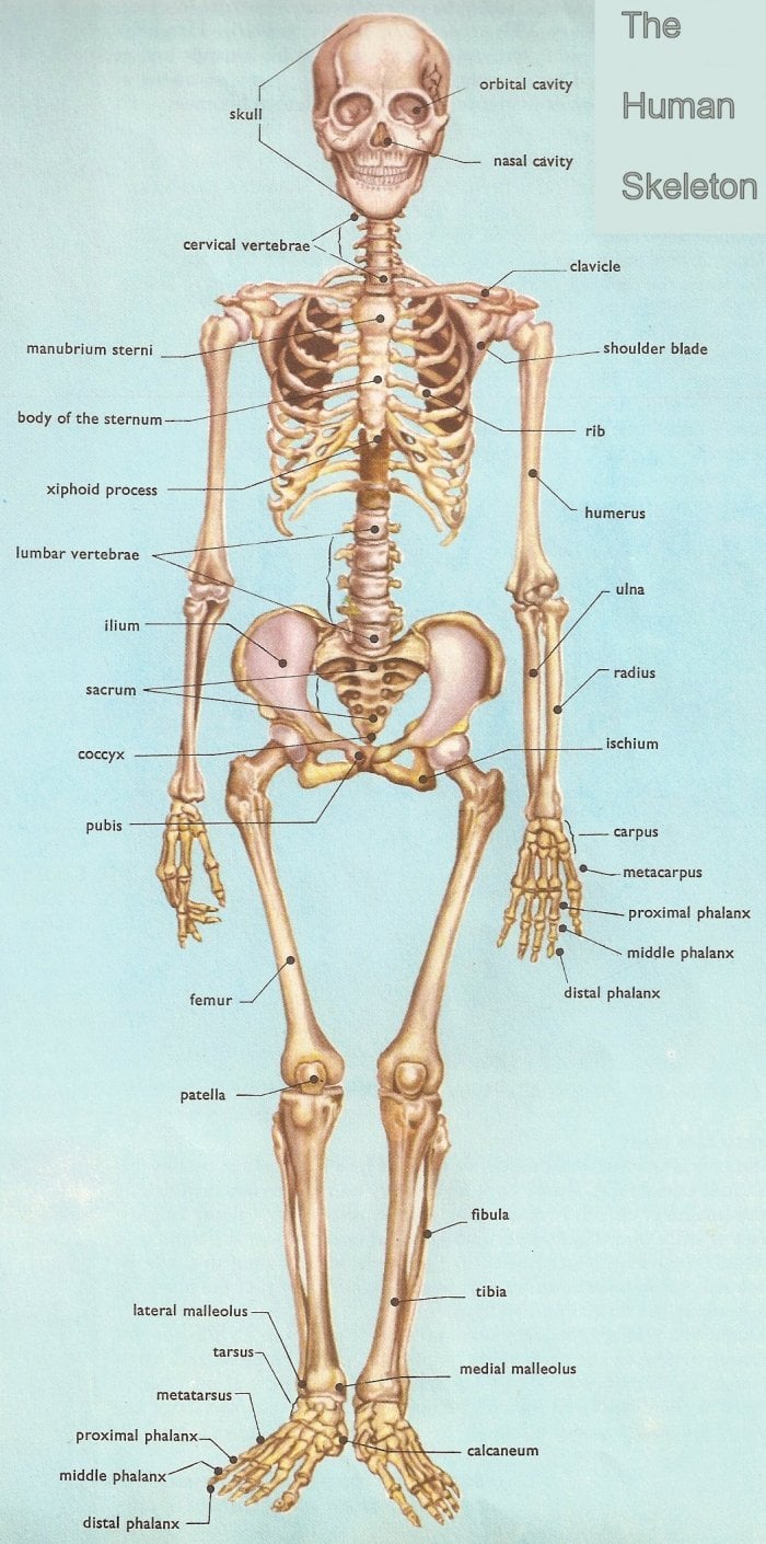 Quizlet Anatomy And Physiology Chapter 1