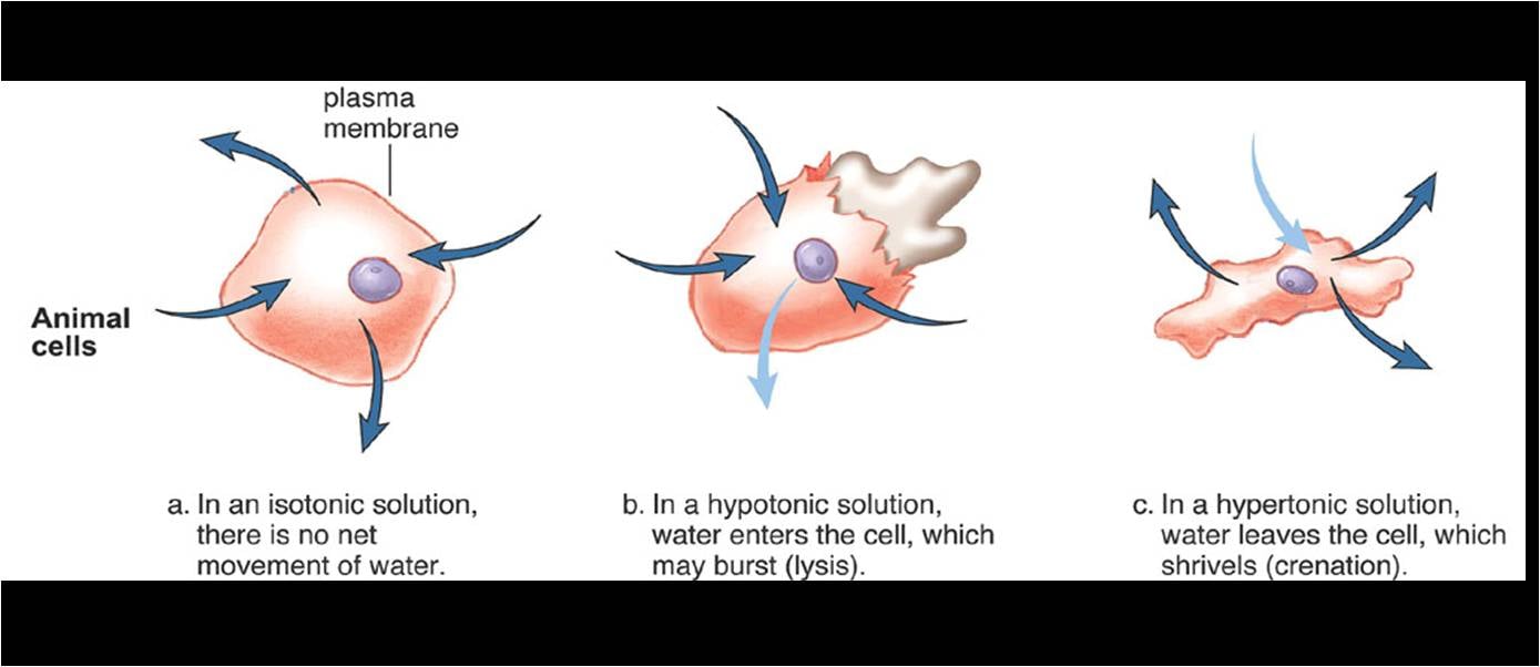 Quizlet Anatomy And Physiology Chapter 10