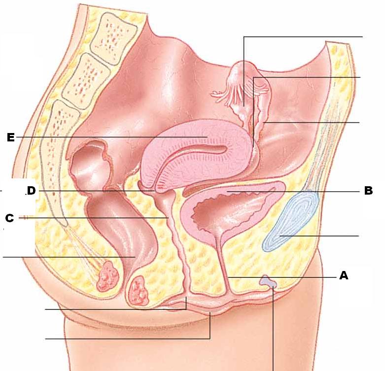 Quizlet Anatomy And Physiology Chapter 10