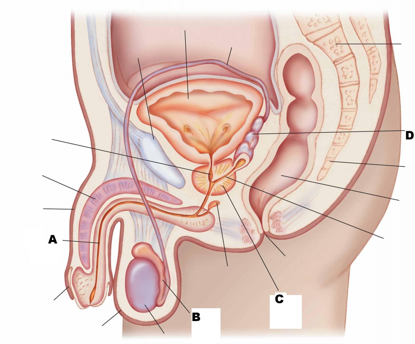 Quizlet Anatomy And Physiology Chapter 11