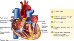 Quizlet Anatomy And Physiology Chapter 12