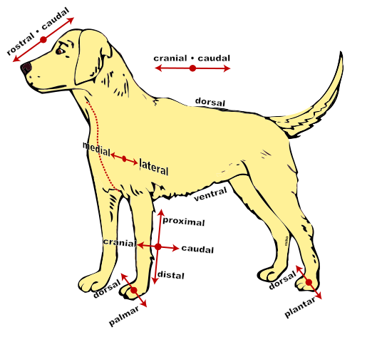 Quizlet Anatomy And Physiology Chapter 12