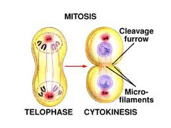 Quizlet Anatomy And Physiology Chapter 13