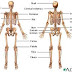 Quizlet Anatomy And Physiology Chapter 14