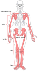 Quizlet Anatomy And Physiology Chapter 14