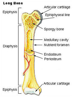 Quizlet Anatomy And Physiology Chapter 21